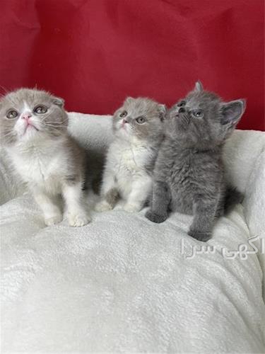غذای بچه گربه رفلکس پلاس