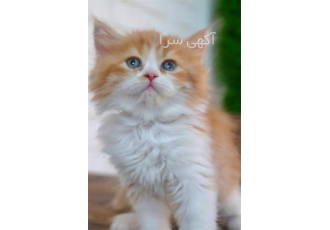 توله گربه پرشین گارفیلدی و سفید در اصفهان توله گربه پرشین گارفیلدی