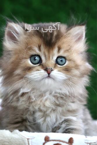آگهی های گربه - شیراز