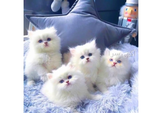 فروش گربه بی واسطه بیش از ۵۰ عدد نژاد خاص در تهران با سلام فروش انواع