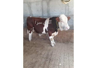 فروش گوساله های سیمینتال اصیل دارای بهترین نژاد در ورامین پرورش و فروش