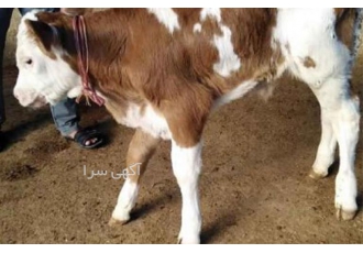 خرید گوساله سیمینتال بدون واسطه در ارومیه اگر به دنبال خرید گوساله
