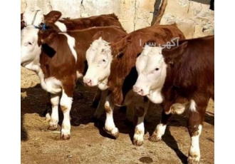 فروش انواع گوساله سمینتال اصیل نر