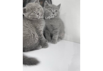فروش گربه اسکاتیش فولد بلو گربه اسکاتیش آنفولد