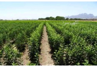 دعوت به همکاری از دامداری ها جهت تامین کود گاوی دعوت به همکاری از دامداری ها جهت تامین کود گاوی