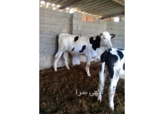 فروش گوساله سیمینتال نر اصیل پرواری