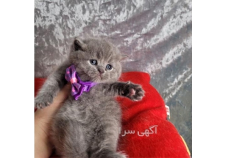 فروش بچه گربه بریتیش شورت هیر اصیل در تهران بچه گربه بریتیش به رنگ زیبا
