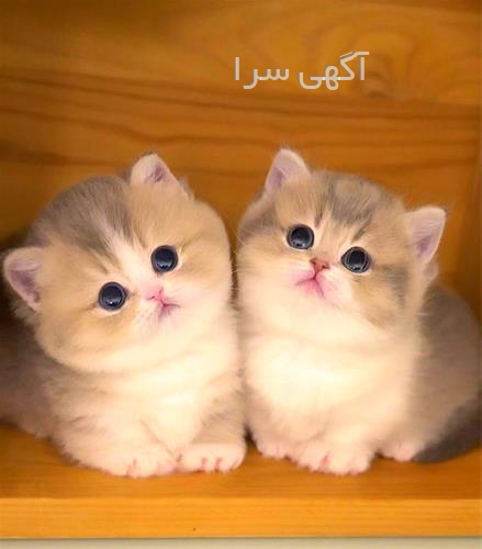 خرید بچه گربه ارزان