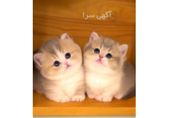 شهر بچه گربه های اسکاتیش پرشین بریتیش چینچیلا در تهران با سلام خدمت