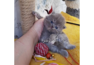 فروش گربه پرشین اشرافی اصیل در تهران یک عدد پرشین کت کاملا اصیل پرورش