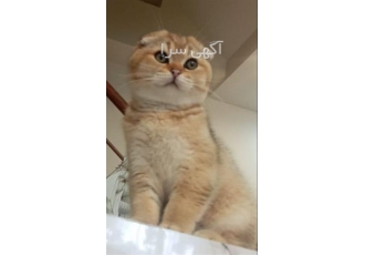 فروش گربه اسکاتیش گلد در تهران با سلام خدمت دوستان اسکاتیش گلد نر چهار