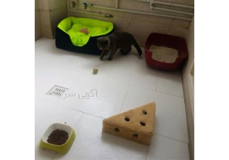 خریدار انواع گربه اسکاتیش و بریتیش در تهران خریدار بچه گربه اسکاتیش