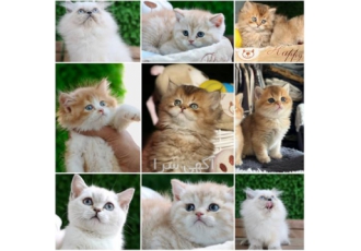 فروشگاه گربه
