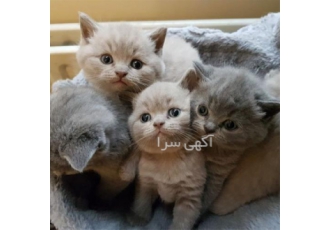 فروش بچه گربه اسکاتیش فلد، دبل فلد و بریتیش