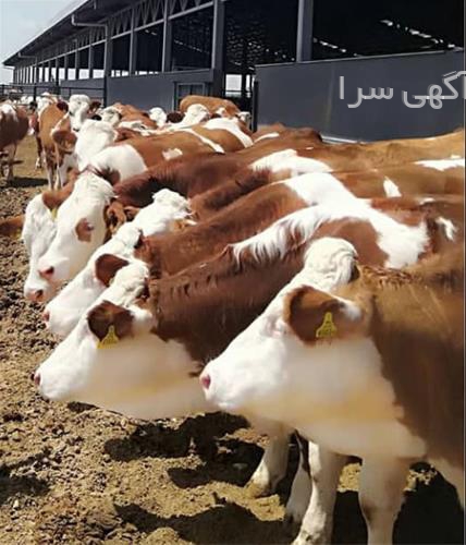 آگهی های کشاورزی و دامداری - شاهین دژ