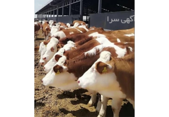 فروش گوساله سیمینتال ، پرورش و فروش گوساله هلشتاین