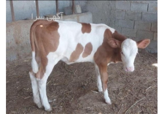 پرورش انواع گوساله اصیل