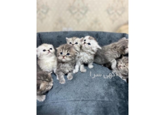 فروش بچه گربه بریتیش چین چیلا اسکاتیش فولد سیلور