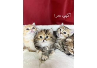 فروش گربه اسکاتیش فولد با بهترین قیمت
