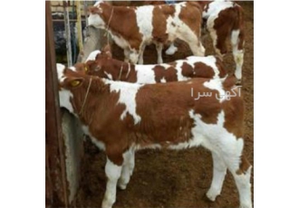 پرورش و فروش گوساله با مجوز در بندر ترکمن دامداری حاج فرزاد متخصص