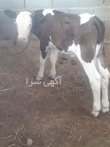 دامپزشکی خرم آباد