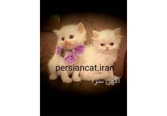 خرید و فروش انواع نژاد بچه گربه اشرافی بی واسطه در تهران خرید و فروش