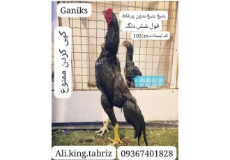 جوجه لاری اوشامو.شامو.المانی۶دانگ