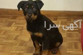 آگهی واگذاری رایگان سگ
