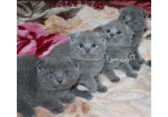قیمت گربه اسکاتیش های اصیل گربه ماده و نر در کرج گربه بلو پوینت بلو