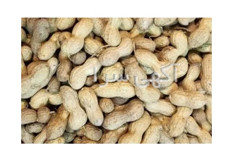 پخش بادام زمینی غلاف دار در شهریار پخش عمده بادام زمینی غلاف دار خام