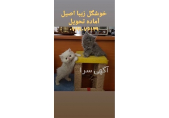 فروش بچه گربه پرشین بلو در تهران بچه گربه های بسیار کمیاب و زیبای بلو
