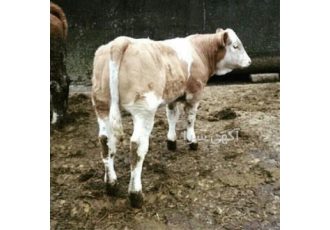 فروش گوساله سیمینتال شیرخوار و قطع شیر در تهران مرکز فروش انواع گوساله