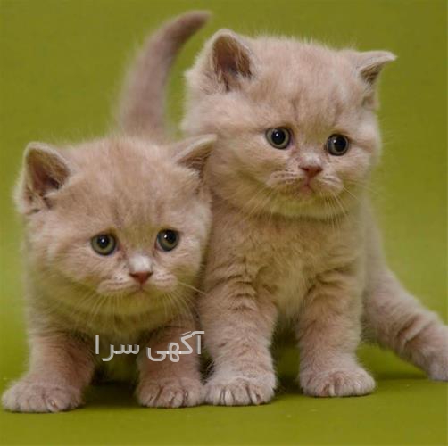 کت و شلوار نسکافه ای