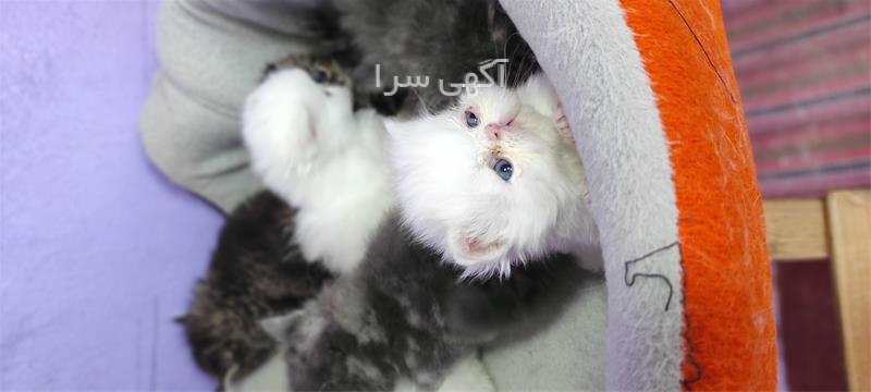 آگهی های گربه - شیراز