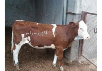پرورش و فروش گوساله سمینتال در زاهدان فروش گوساله سمینتال و همچنین