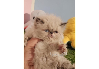 توله گربه سوپر فلت بلو پوینت در اصفهان دختر 2 ماهه سالم و بازیگوش ارسال