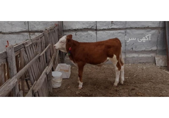 فروش گوساله سیمینتال درجه یک اصیل خالص