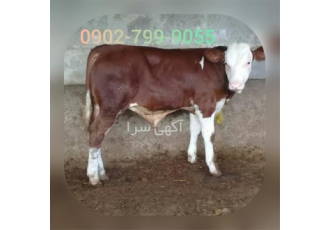 مرکز فروش انواع گاو و گوساله داشتی و گوشتی