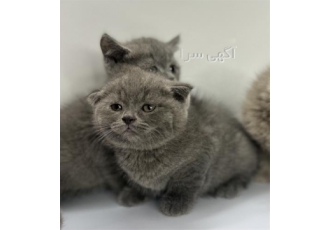 فروش گربه هیمالین بچه گربه کرم در انواع نژادها در تهران فروش گربه اعم
