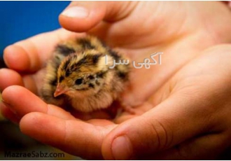 جوجه بلدرچین یک روزه عمده باسلام جوجه بلدرچین به قیمت 2500 قابل توجه