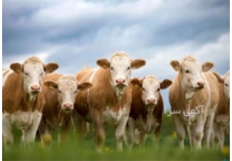 بهترین دامداری جهت فروش گاو سیمینتال