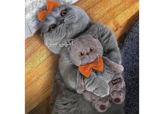 واگذاری گربه واگذاری انواع گربه در تهران با عرض سلام و درود مجموعه