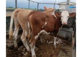 خرید انواع گوساله نژاد دار