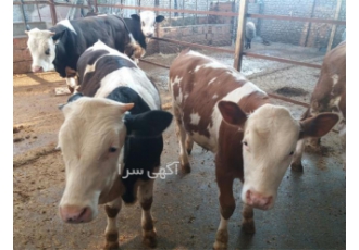 فروش گوساله سیمینتال فروش گاو شیری گوساله ماده در قزوین فروش انواع