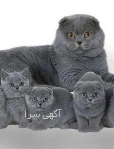 غذای بچه گربه رفلکس پلاس