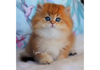 فروش تخصصی گربه های اسکاتیش ، بریتیش ، پرشین