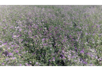 خوراک دام یونجه درجه 1