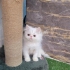 فروش بچه گربه سفید شجره دار در تهران بچه گربه پرشین اصیل زیبا صورت