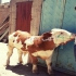 فروش انواع گوساله سیمینتال نر و ماده&#۱۶۰; خلوص بالا در ابهر فروش
