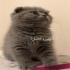 فروش بچه گربه بریتیش فروش بچه گربه اشرافی اصیل در اصفهان فروش بچه
